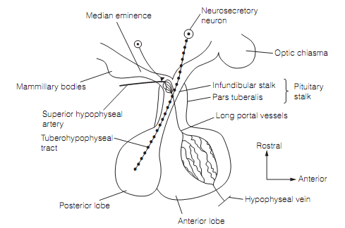 474_Hypothalamic–pituitary connections.png